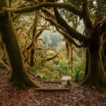 La magie des forêts primaires : les plus belles forêts à explorer autour du monde
