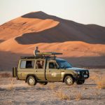 Safari en Namibie : entre dunes rouges et faune sauvage
