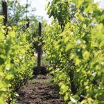 Vins tempier et terroir de bandol, une alliance d’exception