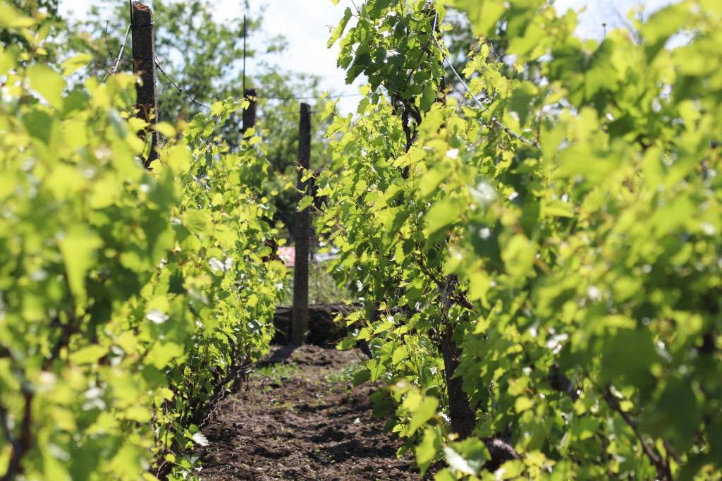 Vins tempier et terroir de bandol, une alliance d’exception