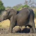 Safari au botswana : observer les éléphants de près