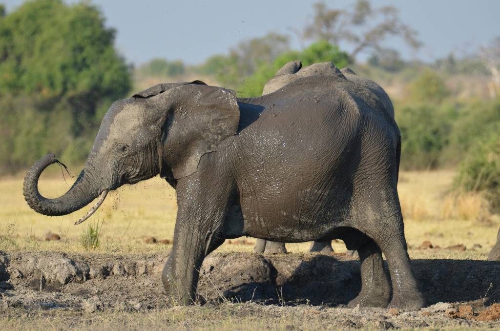 Safari au botswana : observer les éléphants de près
