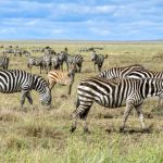 Agence de voyage Tanzanie : pourquoi Hors Pistes s’impose comme une référence pour un séjour sur mesure