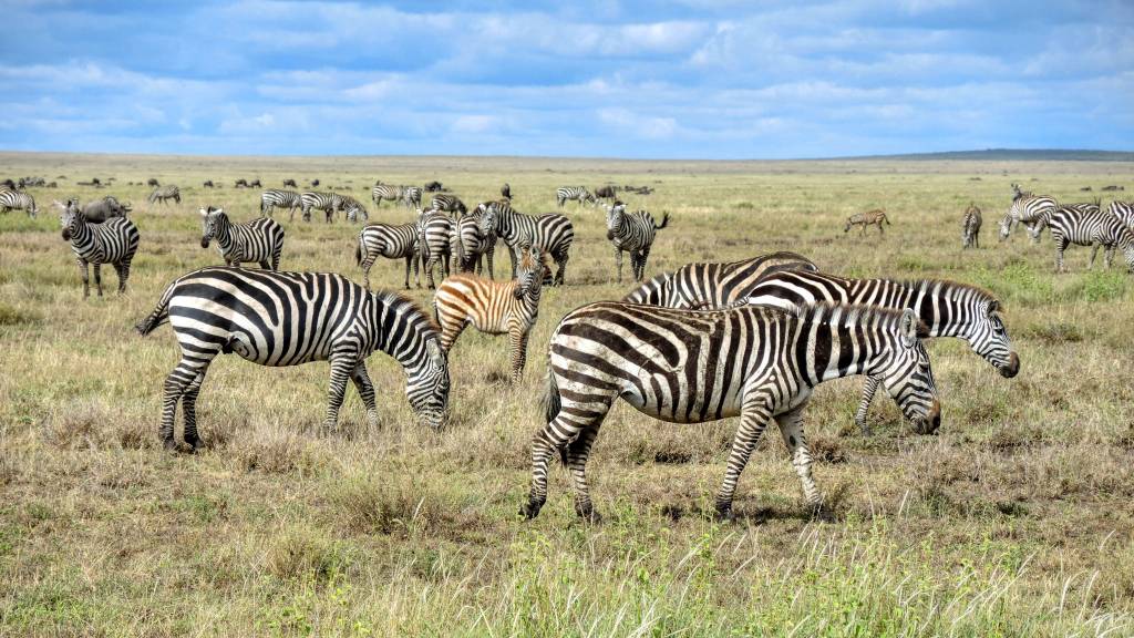 Agence de voyage Tanzanie : pourquoi Hors Pistes s’impose comme une référence pour un séjour sur mesure