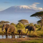 Safari au kenya : les parcs nationaux à ne pas manquer